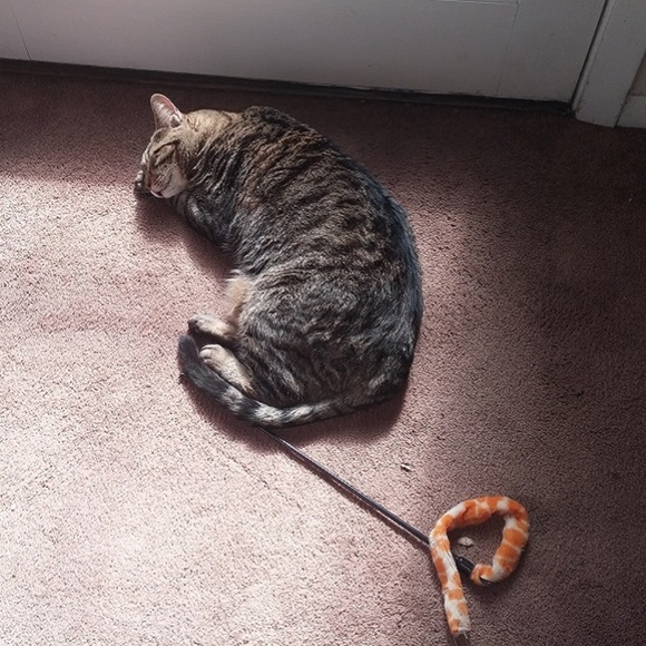 My Fur Babies!!! - Picture 8 of 8